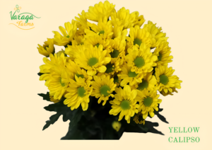POMPON DAISY YELLOW CALIPSO