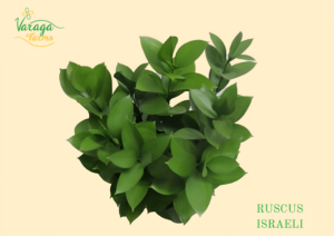 RUSCUS ISRAELI