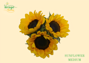 SUNFLOWER MEDIUM